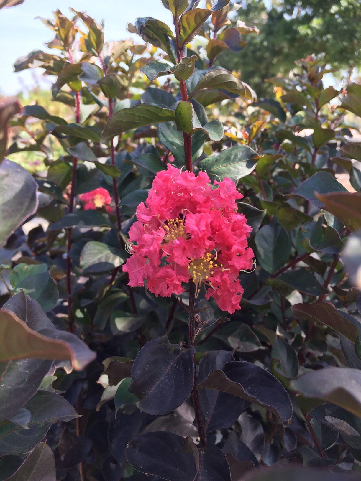  Thunderstruck™ Coral Boom™ Crape Myrtle