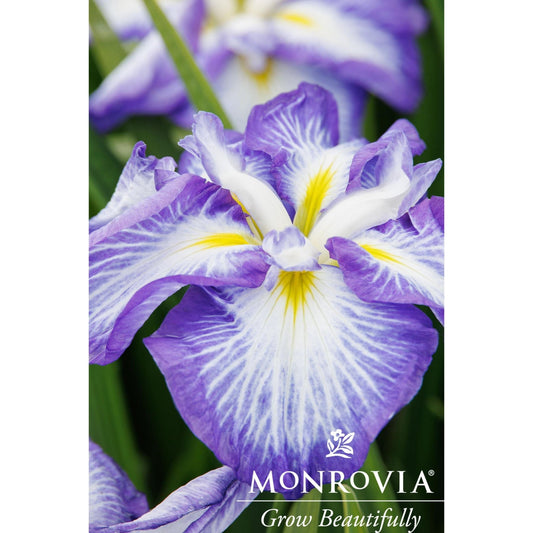  Cascade Spice Japanese Iris