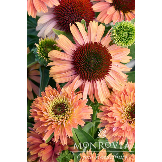  Fresco® Apricot Coneflower